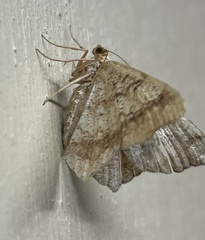 Macaria multilineata