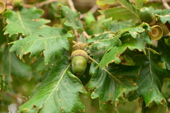 Quercus dalechampii
