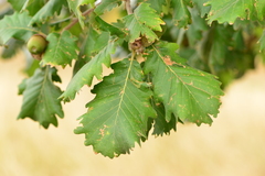 Quercus dalechampii