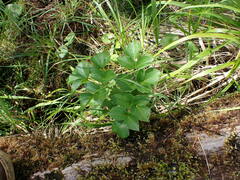Angelica lucida