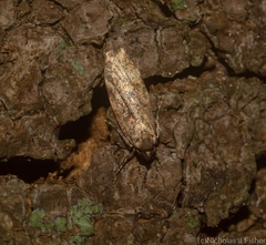 Oecophorinae