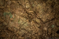 Neopantopsalis pentheter