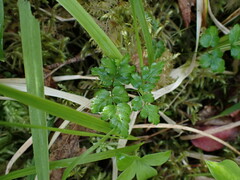 Coptis aspleniifolia