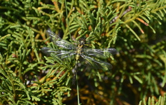 Libellulidae
