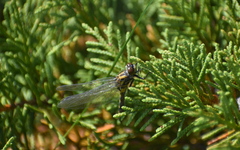 Libellulidae