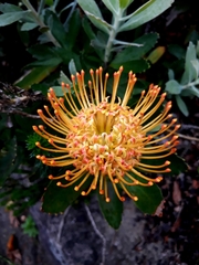 Leucospermum × hybridum