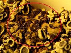 Phaeophyscia orbicularis