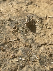 Oedipodinae