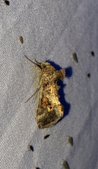 Chrysodeixis includens