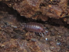 Hyloniscus riparius