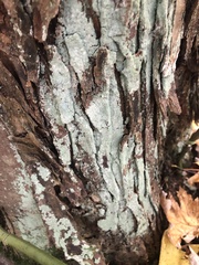 Lecanora thysanophora