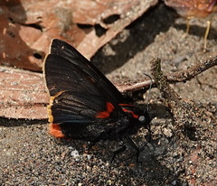 Pyrrhopyge telassa
