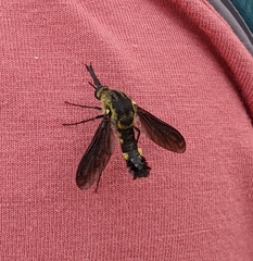 Lepidophora lepidocera