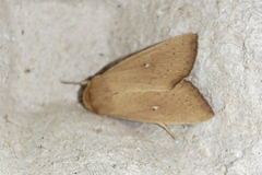 Mythimna sicula