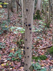 Daldinia concentrica