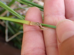 Eriophorum chamissonis