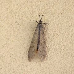 Vella fallax