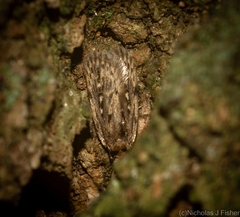 Barea crassipalpis
