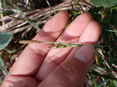 Carex livida