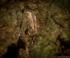 Barea crassipalpis