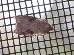 Acleris macdunnoughi