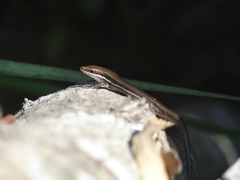 Marisora lineola