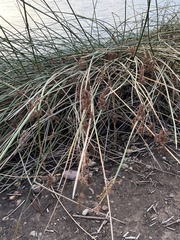 Schoenoplectus californicus