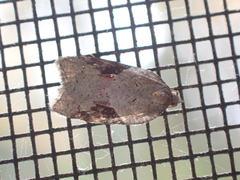 Acleris macdunnoughi