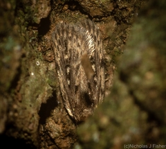 Barea crassipalpis