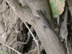 Lygodactylus angularis