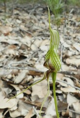 Pterostylis barbata
