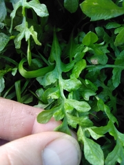 Capsella bursa-pastoris