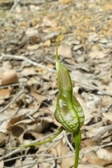 Pterostylis barbata