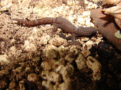 Sphaerodactylus glaucus