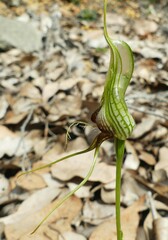 Pterostylis barbata