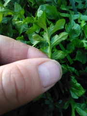 Capsella bursa-pastoris