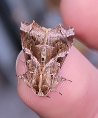 Callopistria floridensis