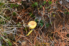 Hygrophorus lucorum