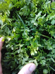 Capsella bursa-pastoris