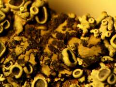 Phaeophyscia orbicularis