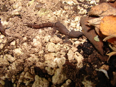 Sphaerodactylus glaucus