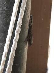 Lygodactylus angolensis