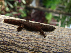 Sphaerodactylus glaucus