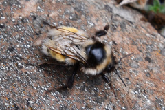 Bombus lapponicus