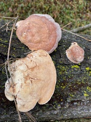 Trametes aesculi