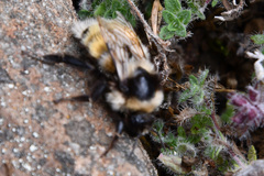 Bombus lapponicus