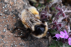 Bombus lapponicus