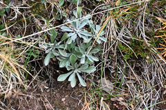 Antennaria dioica