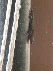 Lygodactylus angolensis