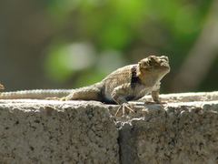 Sceloporus serrifer